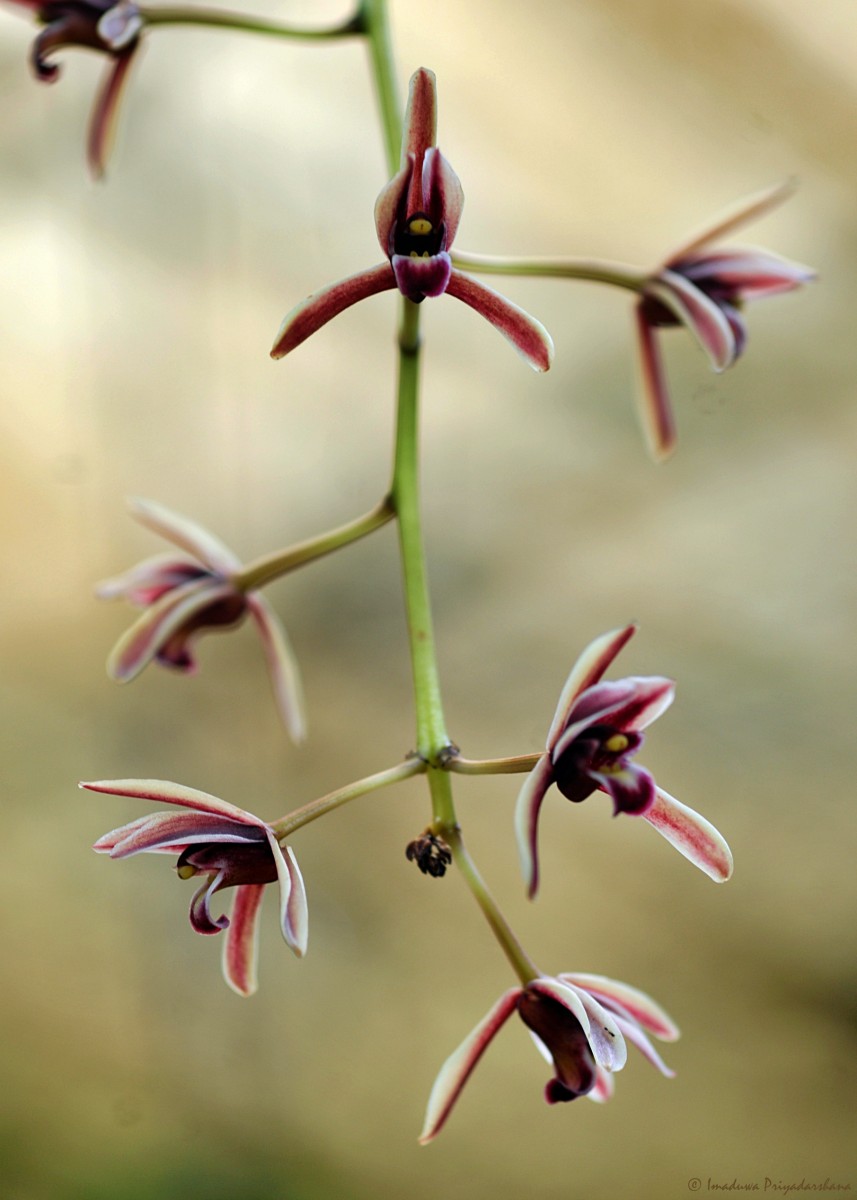 Cymbidium bicolor Lindl.